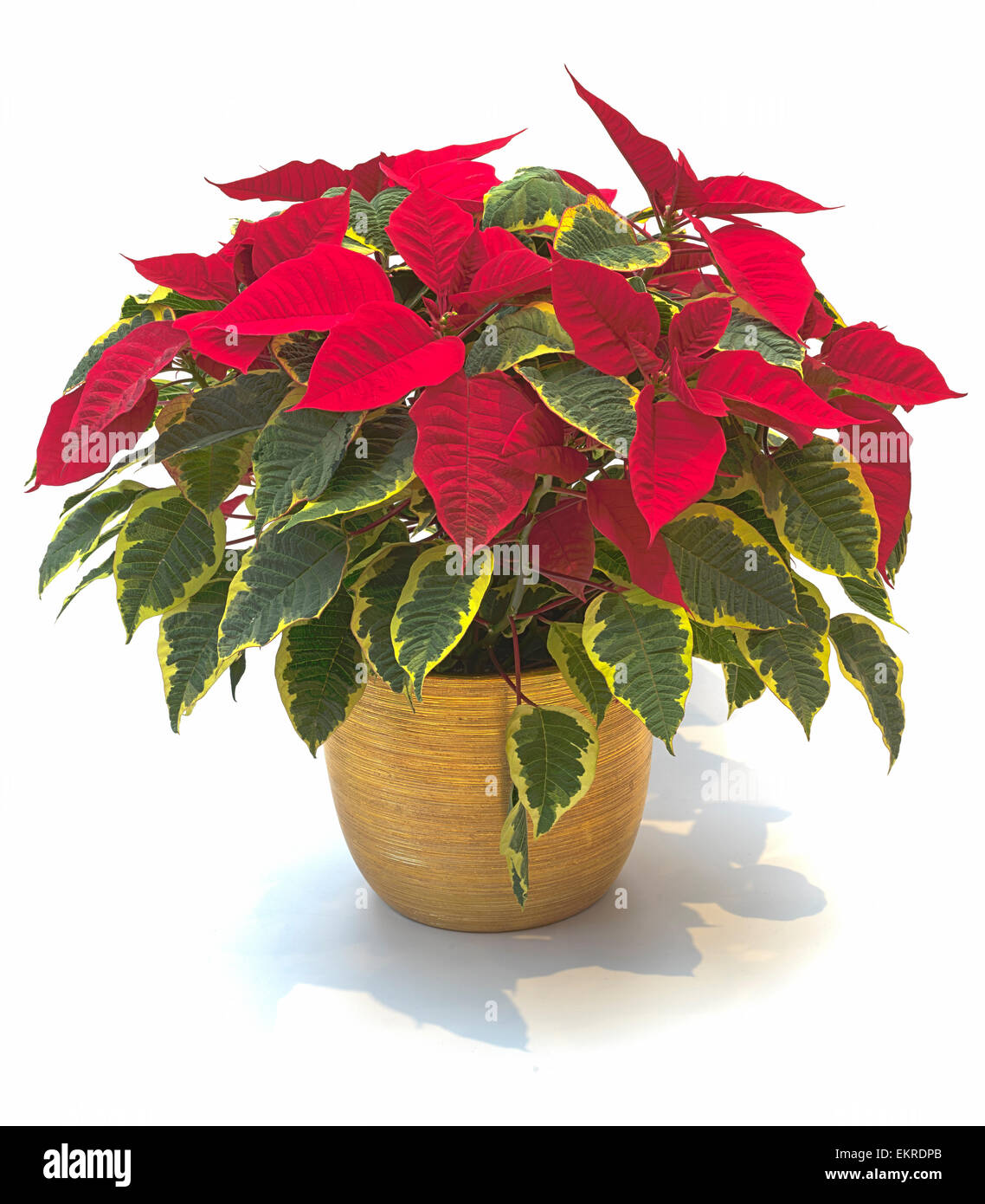 Hermosa planta Poinsettia iluminado desde arriba - hojas variegadas de verde y amarillo y rojo vivo flora deja ideal en navidad Foto de stock