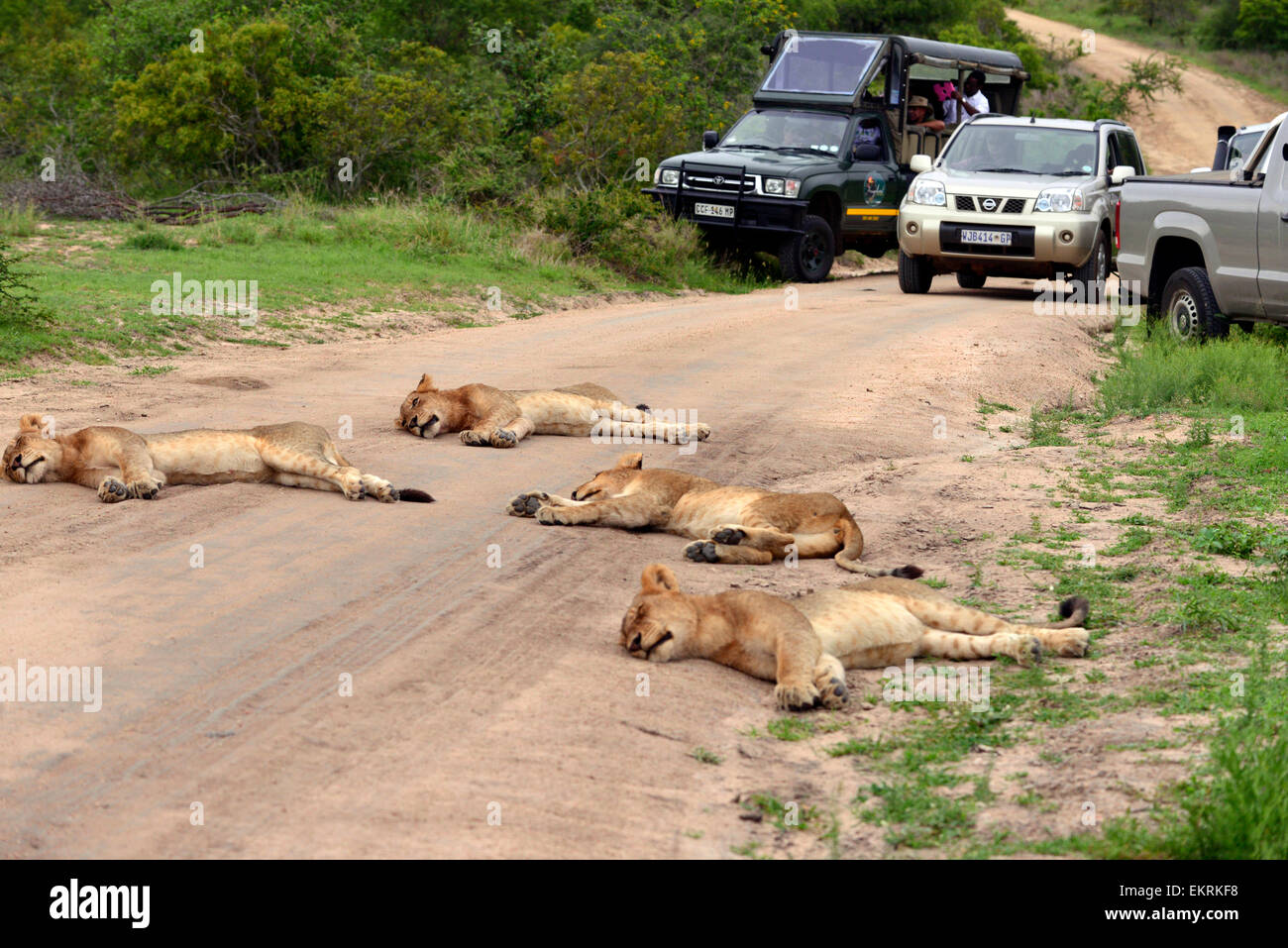 Lion pride holgazanean en la carretera cerca de Skukuza, formando un bloque de carreteras para los turistas, el Parque Nacional Kruger, Sudáfrica. Foto de stock
