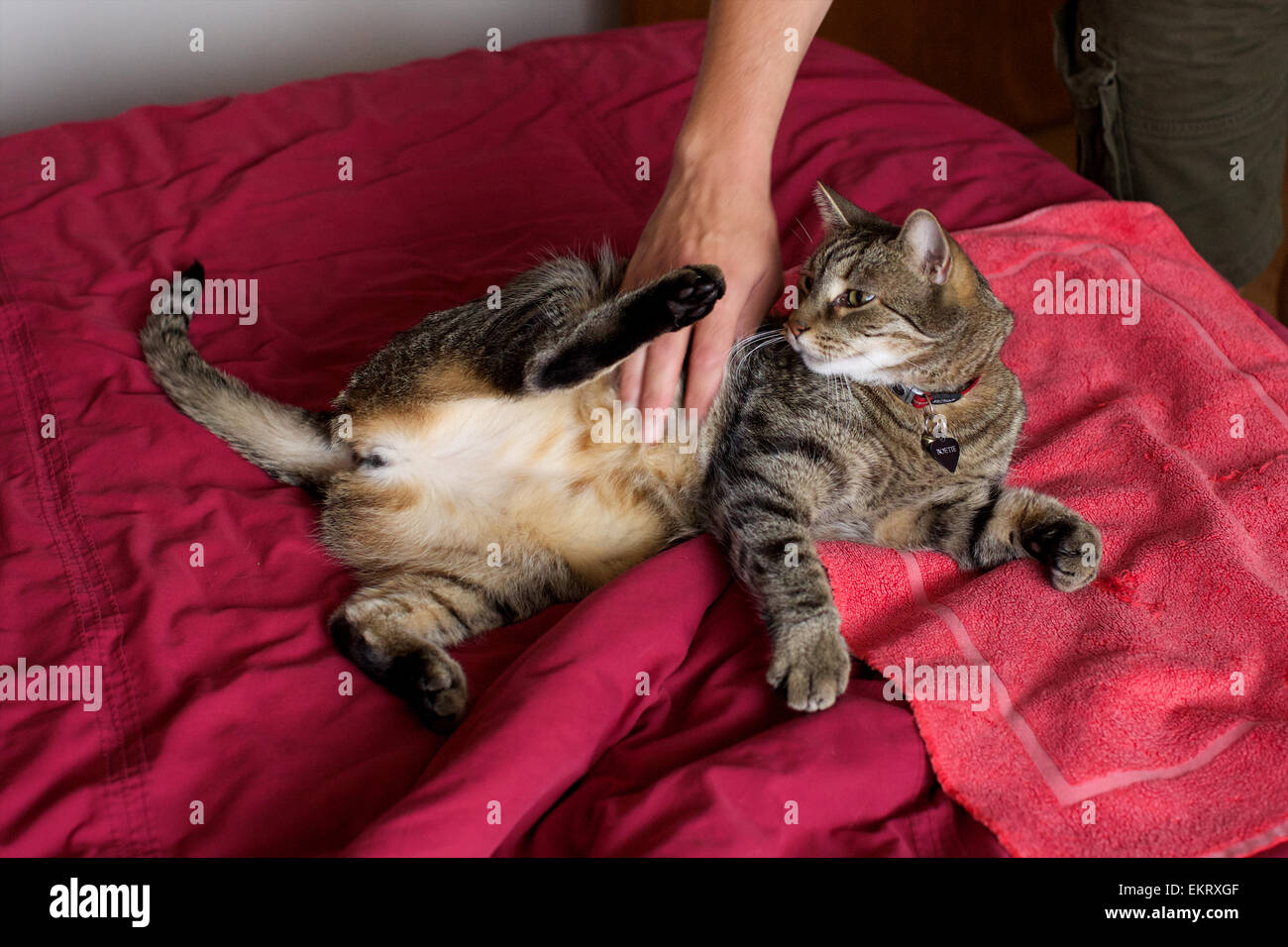 Gato doméstico en el hogar, jugando con el propietario en la cama Foto de stock