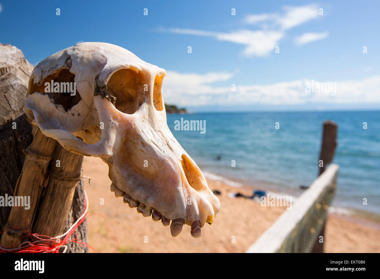 El cráneo de un mono en un letrero para el Parque Nacional del lago Malaui, el primer parque nacional de agua dulce en el mundo, al cabo Maclear en las orillas del Lago Malawi, Malawi, África. Foto de stock