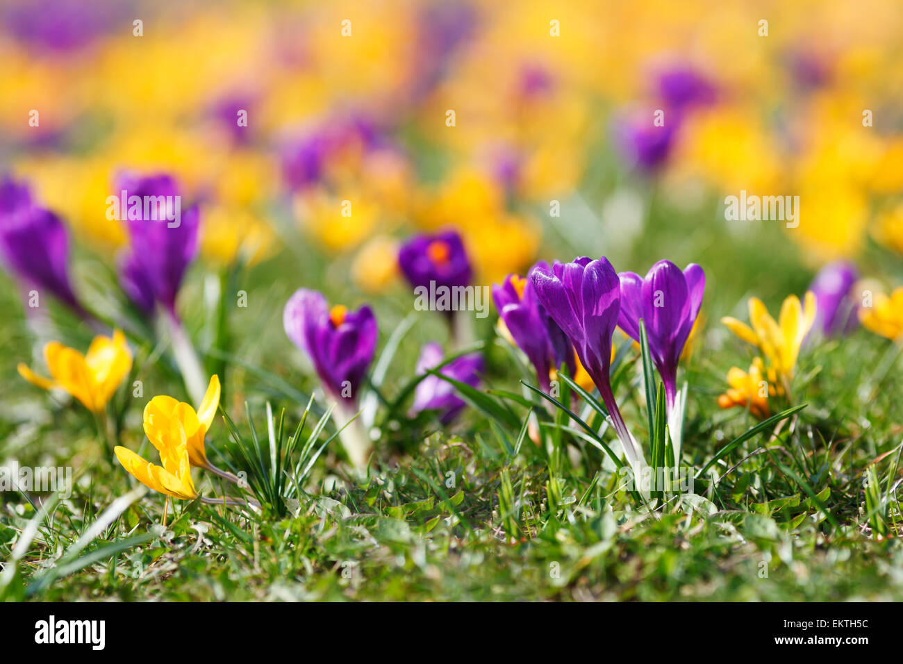 Morado y amarillo azafrán macro en pradera, temporada de primavera en Polonia, Europa Foto de stock