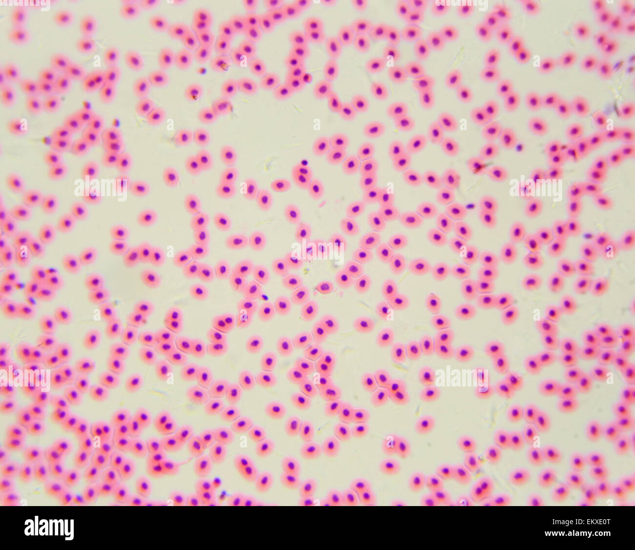 Los glóbulos rojos de pollo bajo un microscopio (frotis de sangre de pollo), 400x Foto de stock