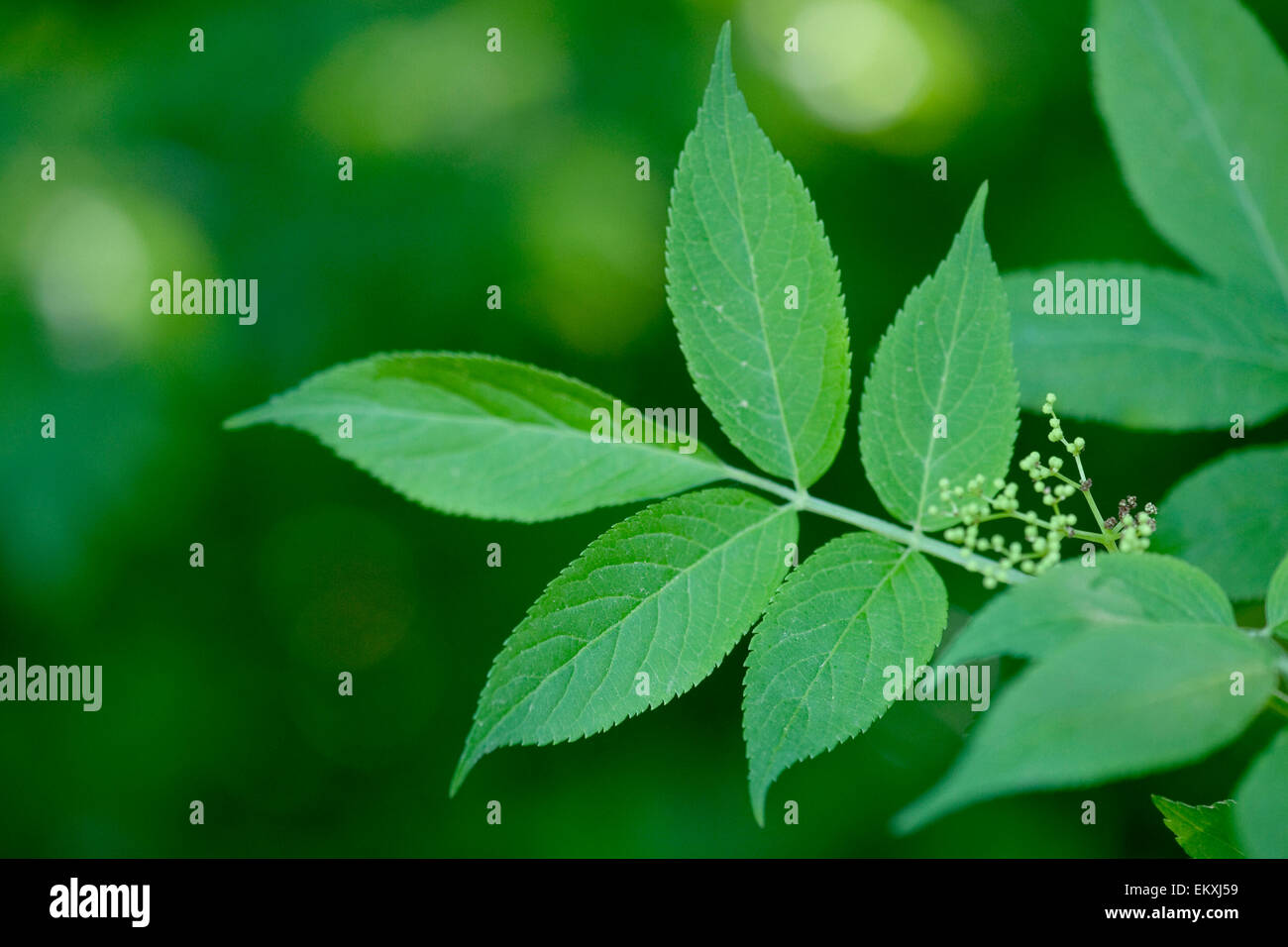 Knospe,Bud,Trieb,Triebspitze,Disparar,tallo joven,Bluete,florecer,florecer,Sambucus nigra,Schwarzer Holunder,Elderberry común Foto de stock