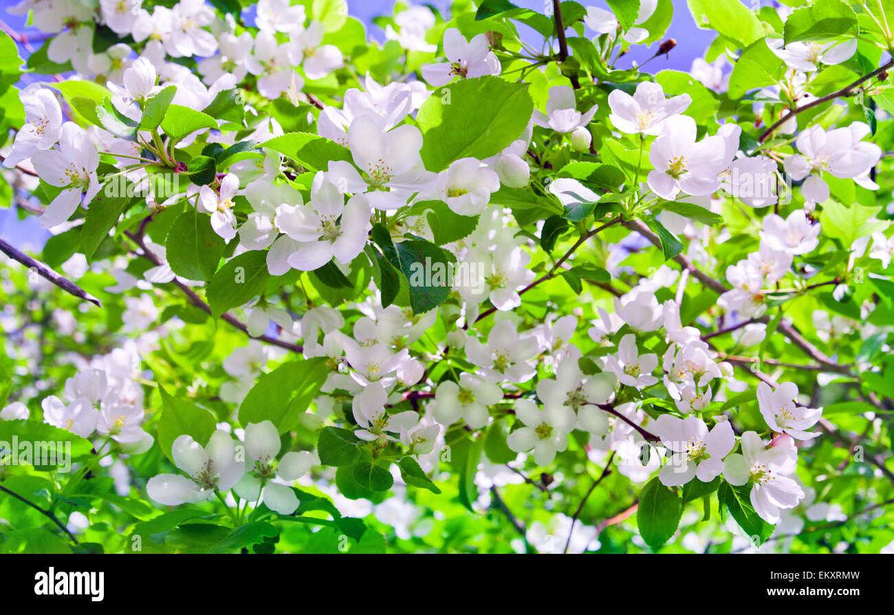 Flor de manzano Foto de stock