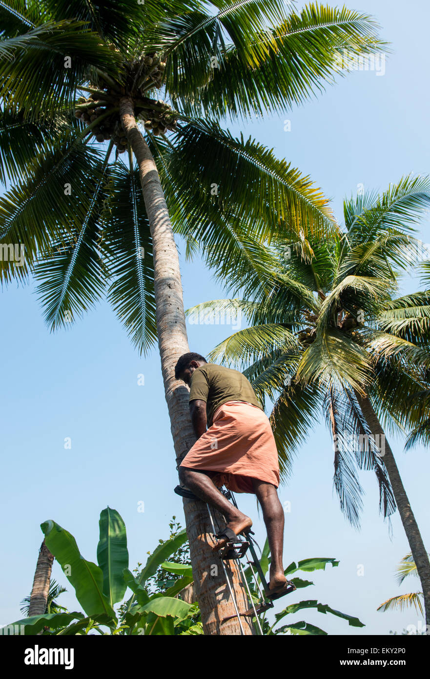 Un hombre de origen indio trepa a un árbol de coco como parte de una experiencia de la aldea para turistas en Kumarakom Kerala, India Foto de stock