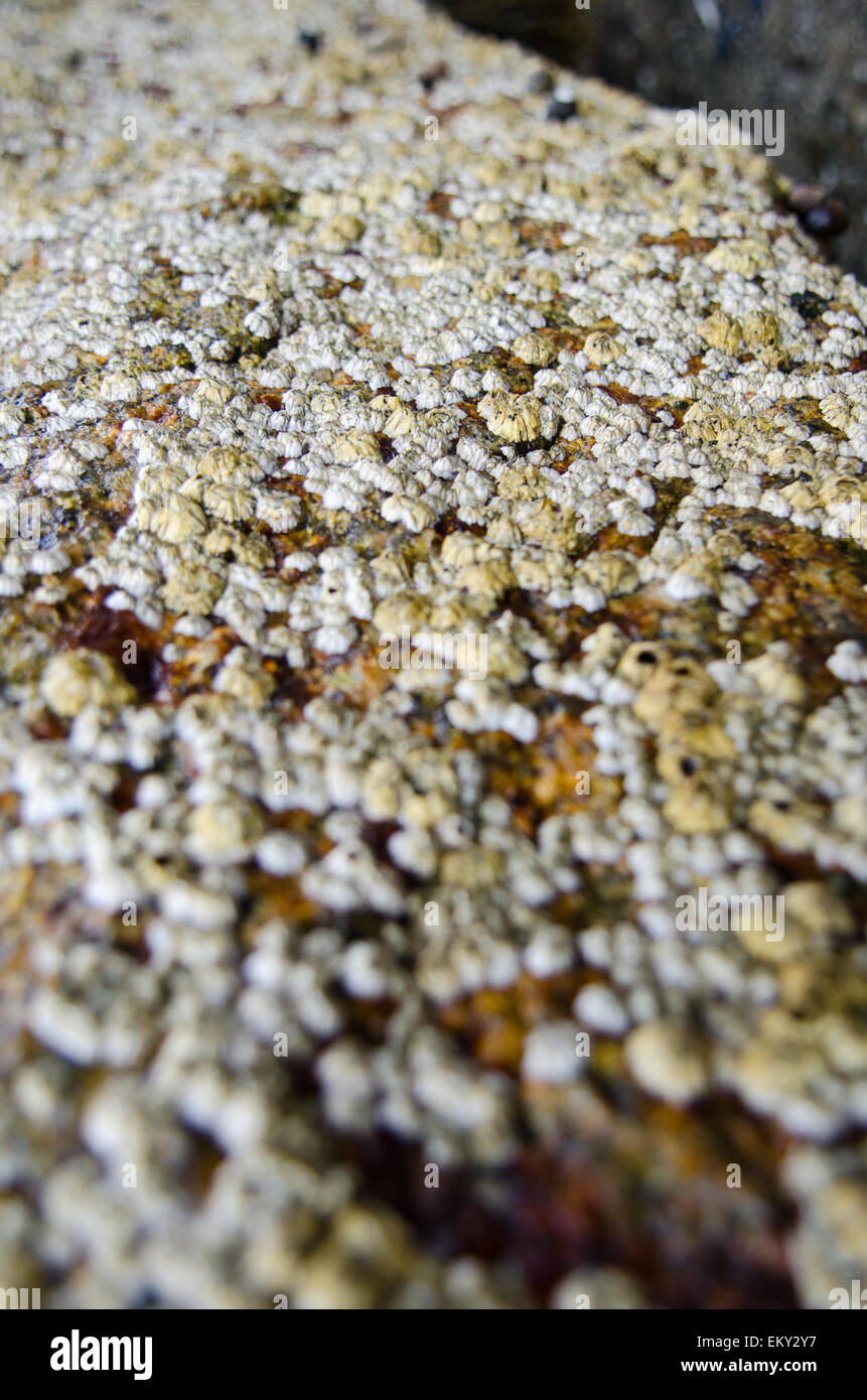 Vista cercana de Northern Rock percebes (Semibalanus balanoides) en un muelle de granito, Maine. Foto de stock