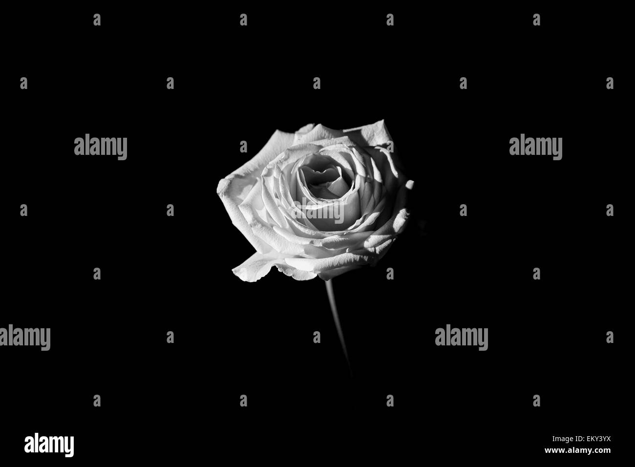 Esta es una rosa rodado en low key, blancos y negros. Tomado del invierno de 2014. Foto de stock
