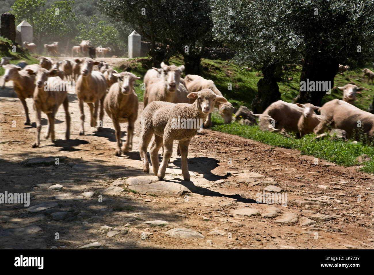 Rebaño de ovejas bajando la montaña de Alor, España Foto de stock