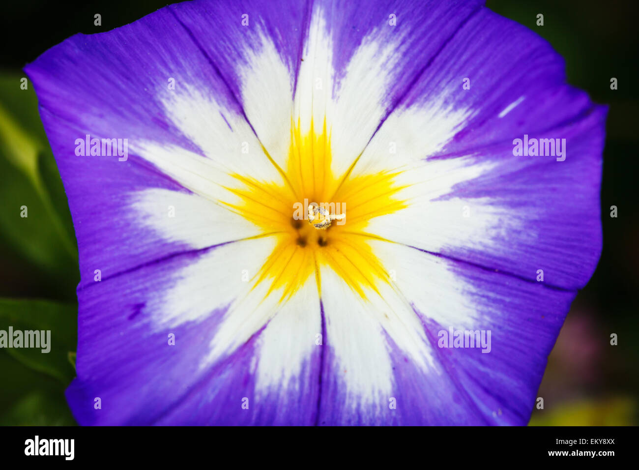 Flor blanca amarilla y violeta fotografías e imágenes de alta resolución -  Alamy