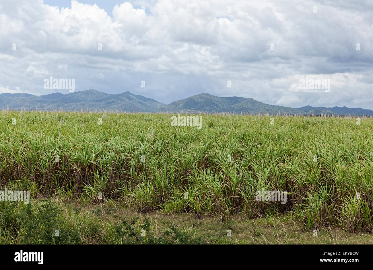 Caña de azúcar las plantas que crecen en los campos en una parte remota de Cuba con montañas y cielos nublados en la distancia Foto de stock