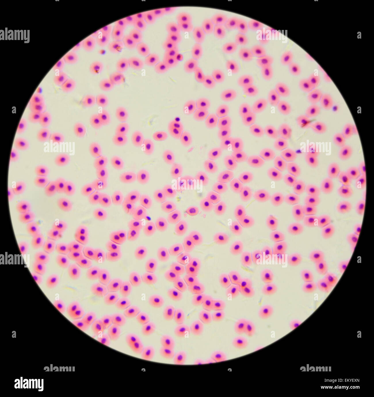 Los glóbulos rojos de pollo bajo un microscopio (frotis de sangre de pollo), 400x Foto de stock