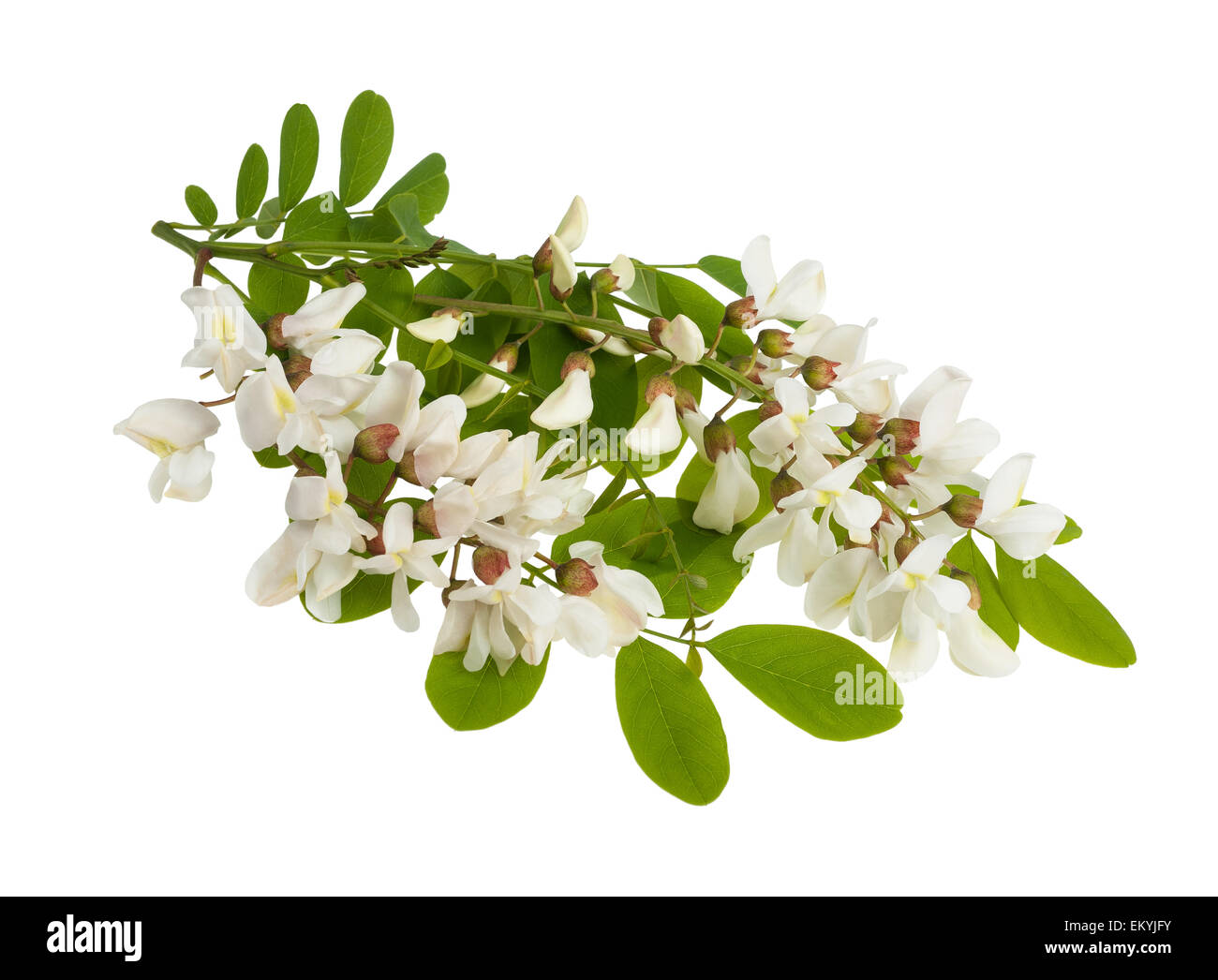 Rama de acacia negra con flores blancas aislado en blanco Foto de stock