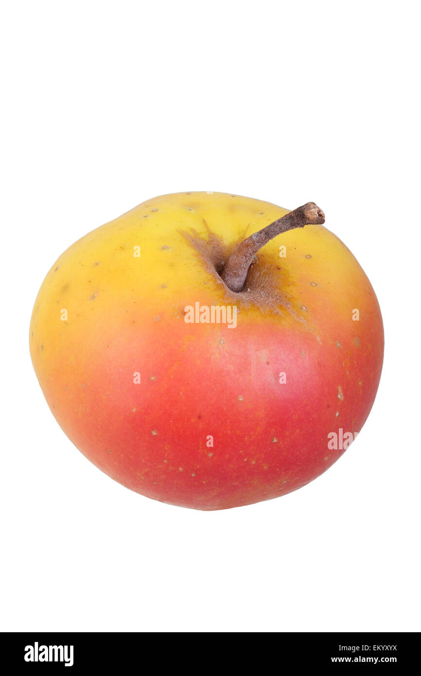 Variedad de Apple Apple gris Silesia Foto de stock