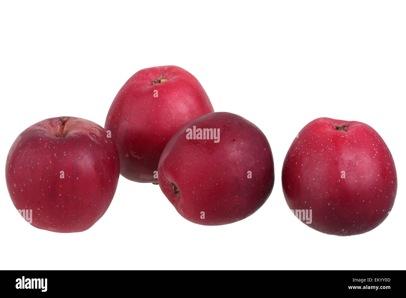 Nuevas variedades de manzana manzana Rosa Bernese Foto de stock