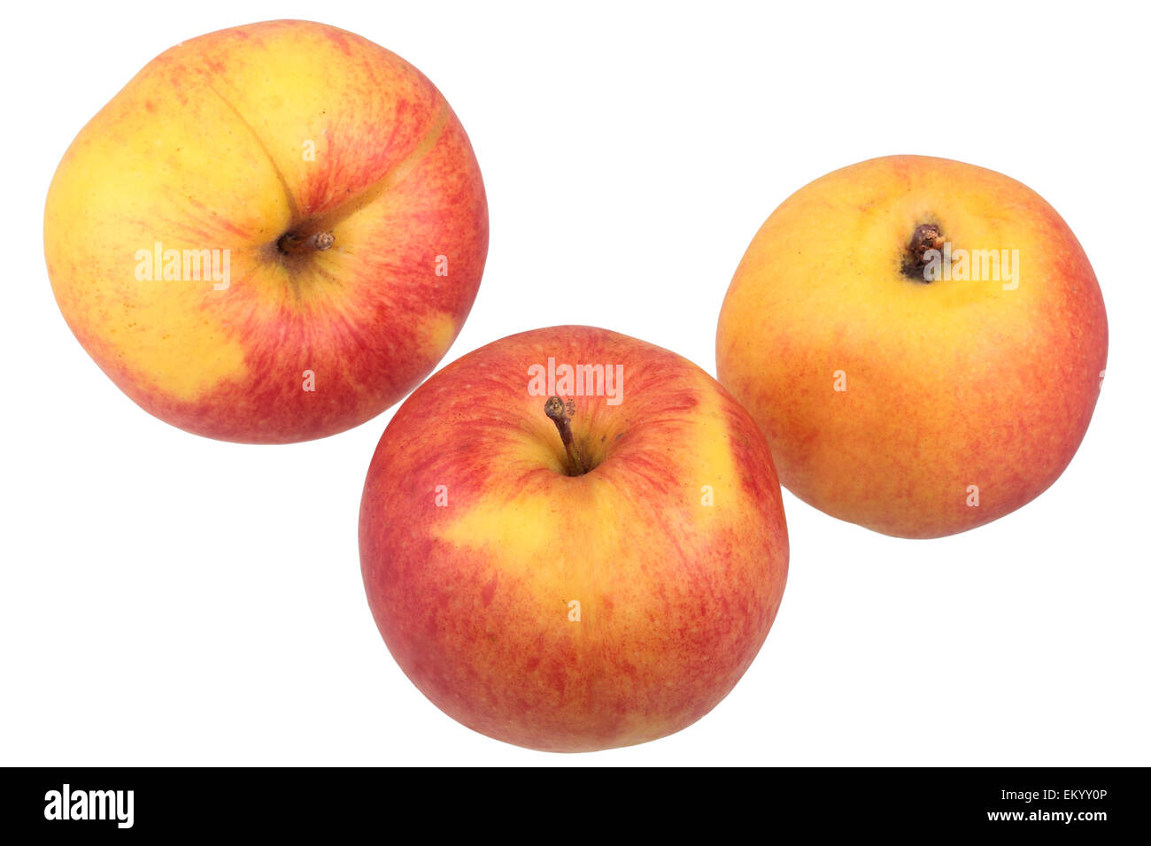 Apple variedad Jonagold Foto de stock