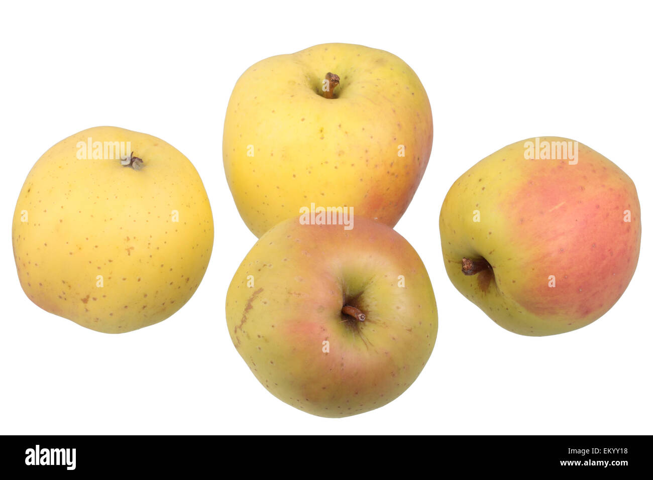 Apple variedad amarillo Bellefleur Foto de stock