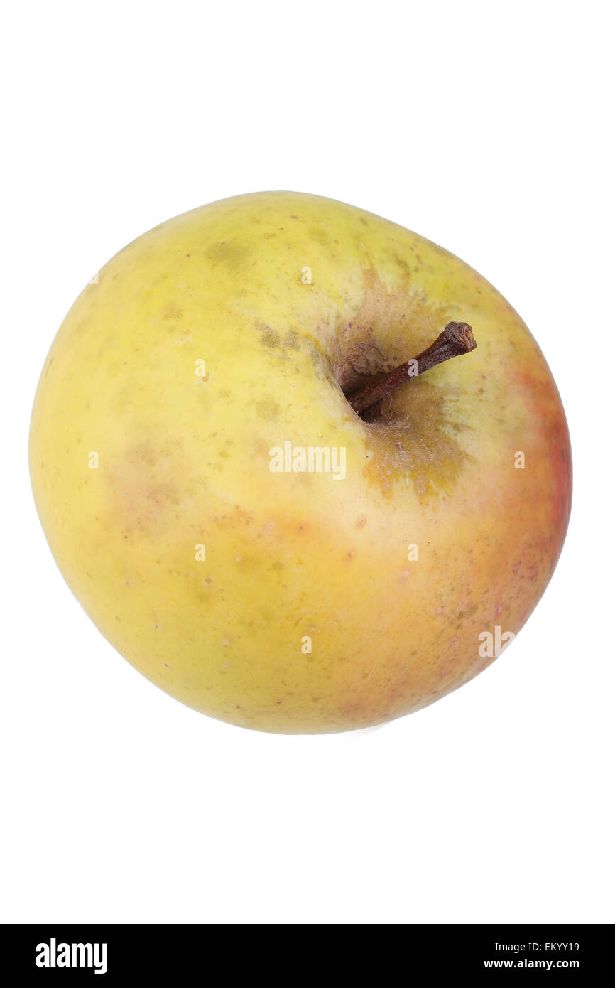 Variedad de manzana amarilla Reinette Saxon Foto de stock