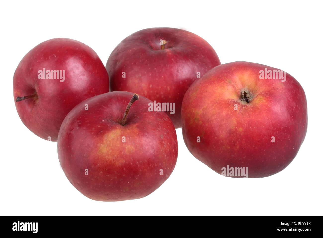 Apple variedad Danzig Kant Foto de stock