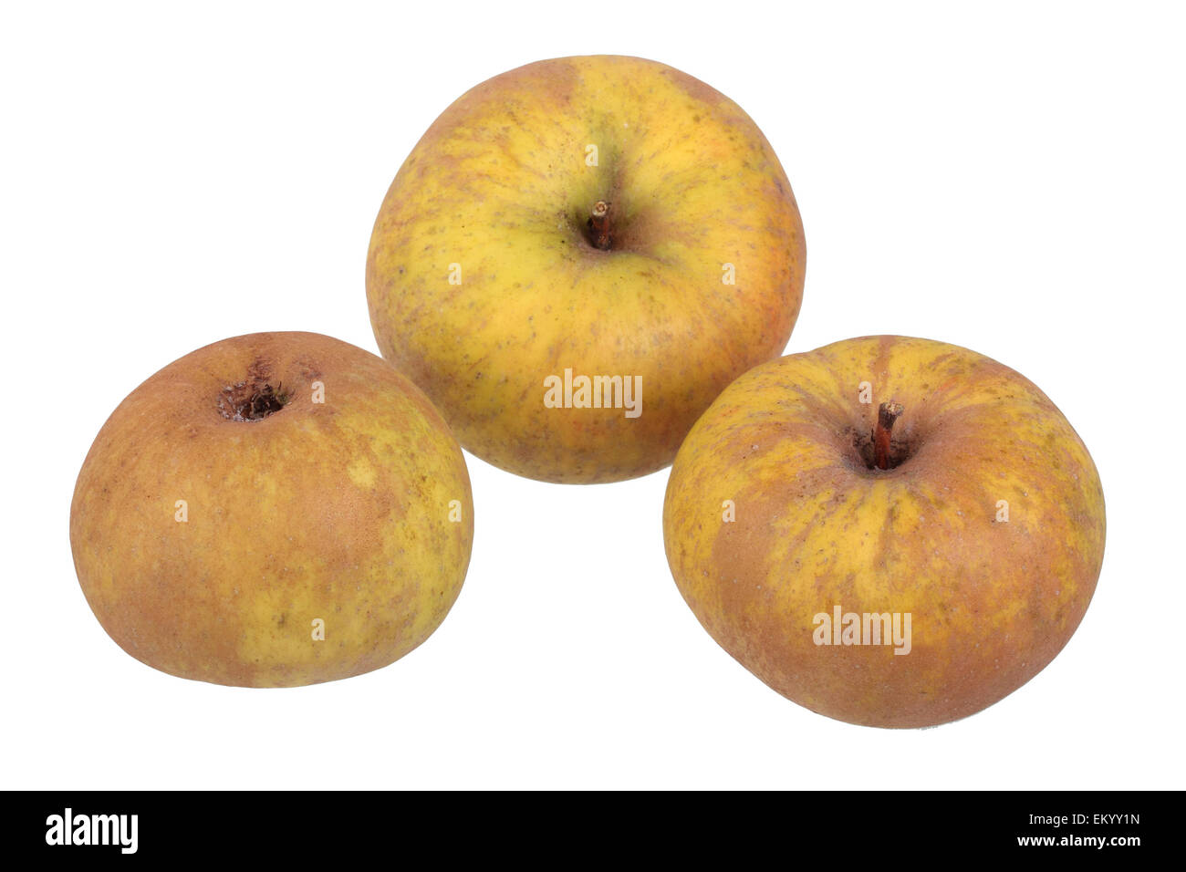Variedad de manzana de Coulon Reinette Foto de stock