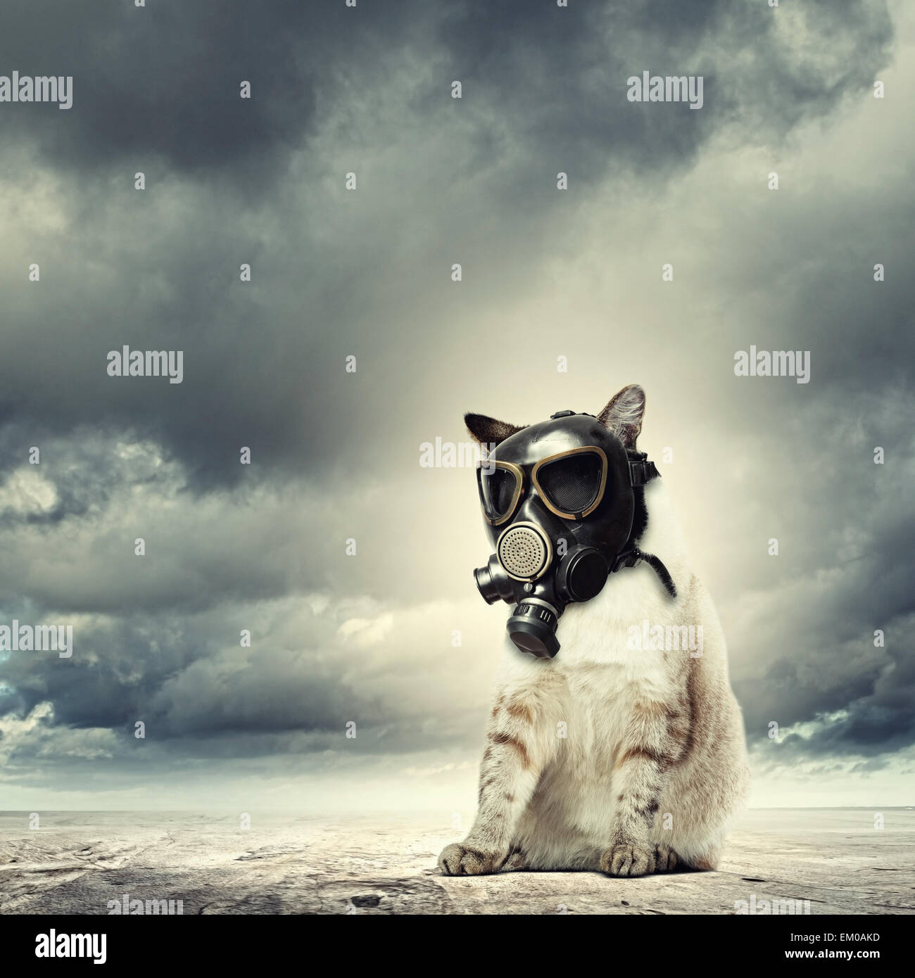 Gato en máscara de gas Fotografía de stock - Alamy