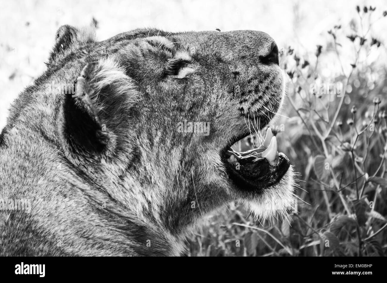 León Africano (Panthera leo), Roar en blanco y negro Foto de stock