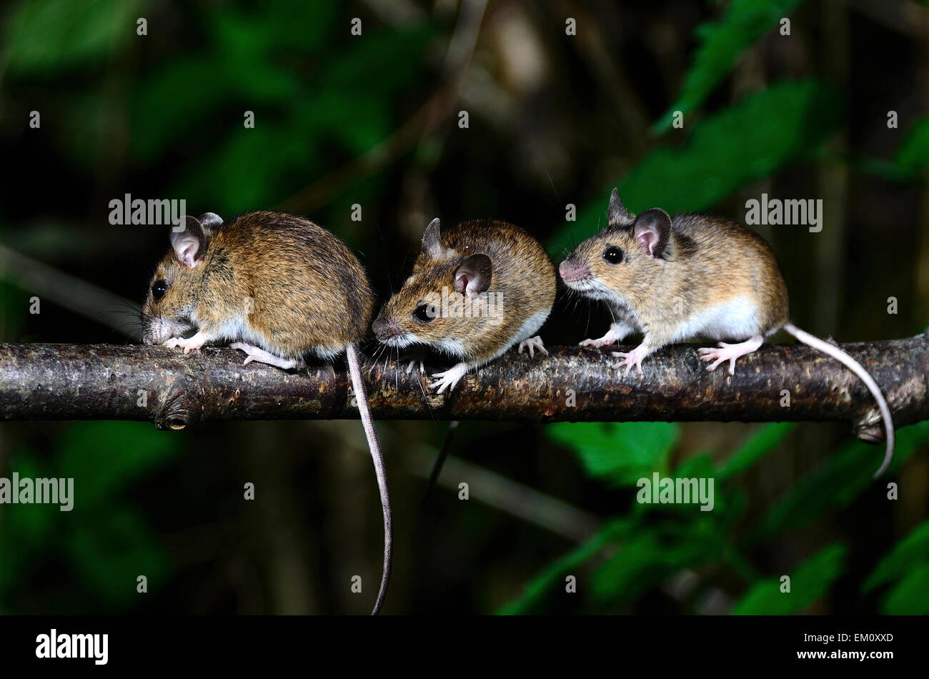 Tres ratones en una sucursal en un seto UK Foto de stock