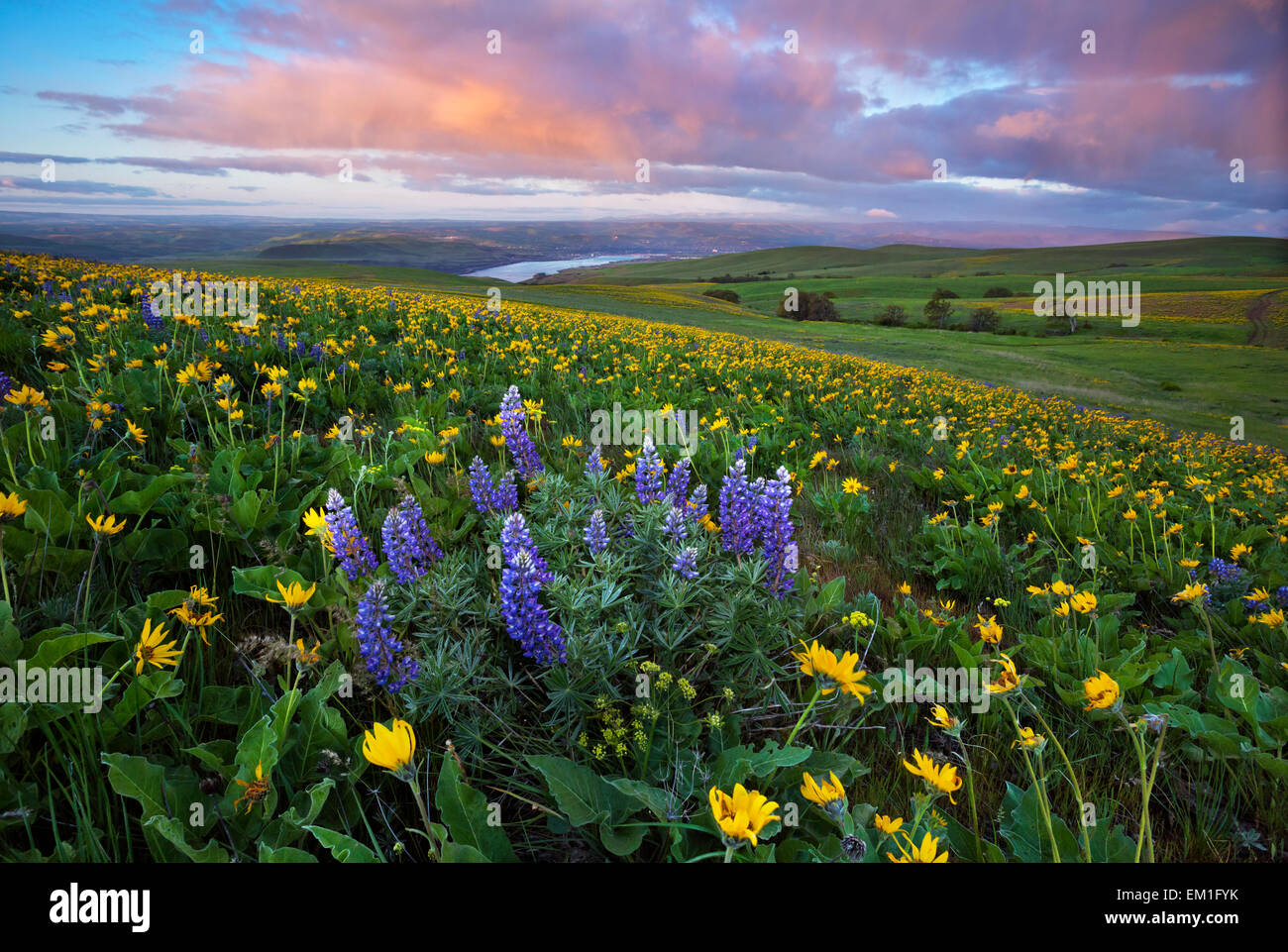 WASHINGTON - Balsamroot y lupino que florece en los prados al amanecer en Dalles Mountain Ranch, zona de colinas Columbia State Park. Foto de stock