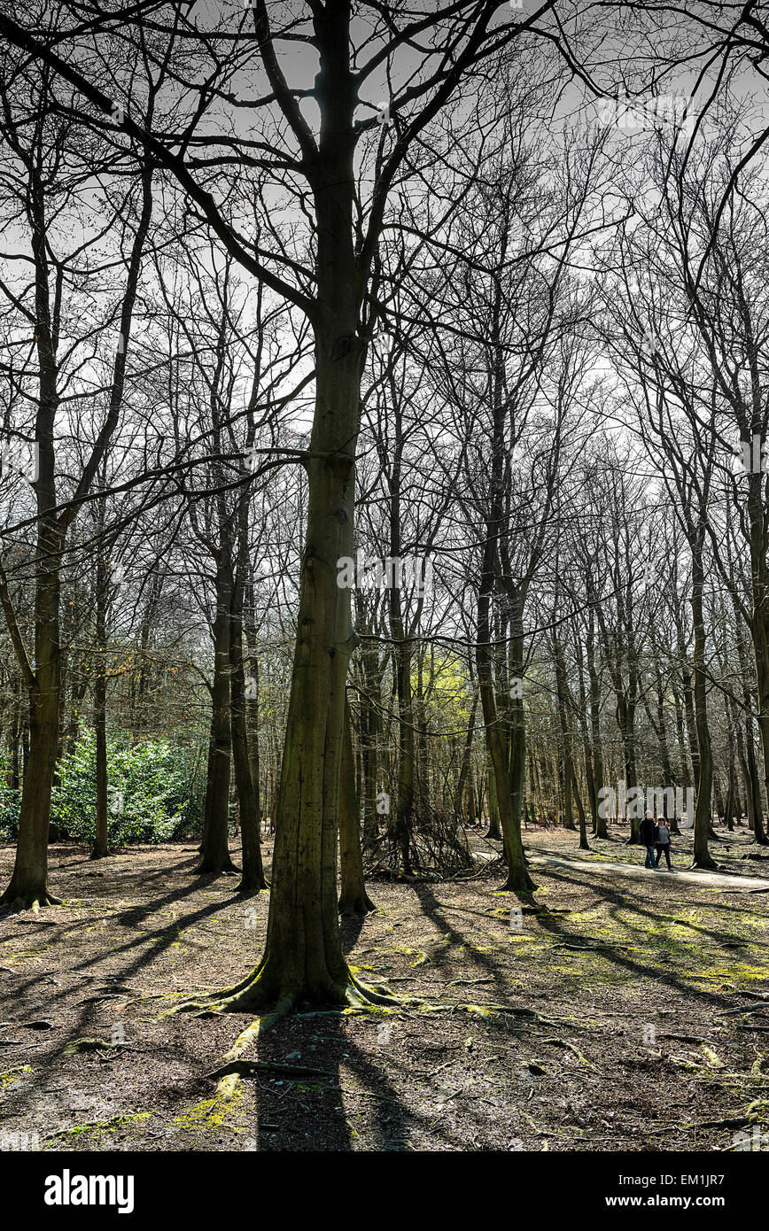 Thorndon parque Woodland en Essex. Foto de stock