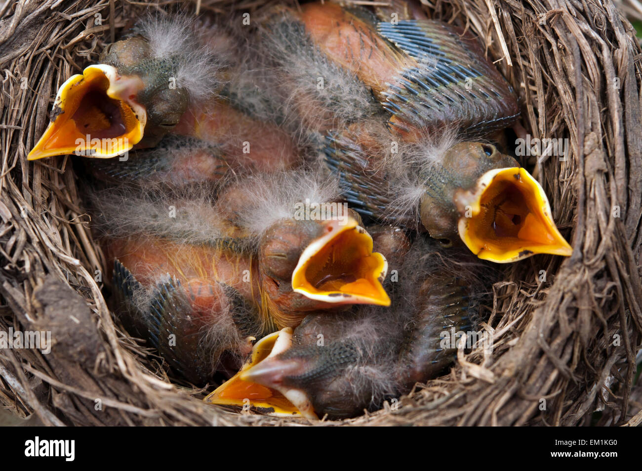 Cuatro aves bebé boca abierta Foto de stock