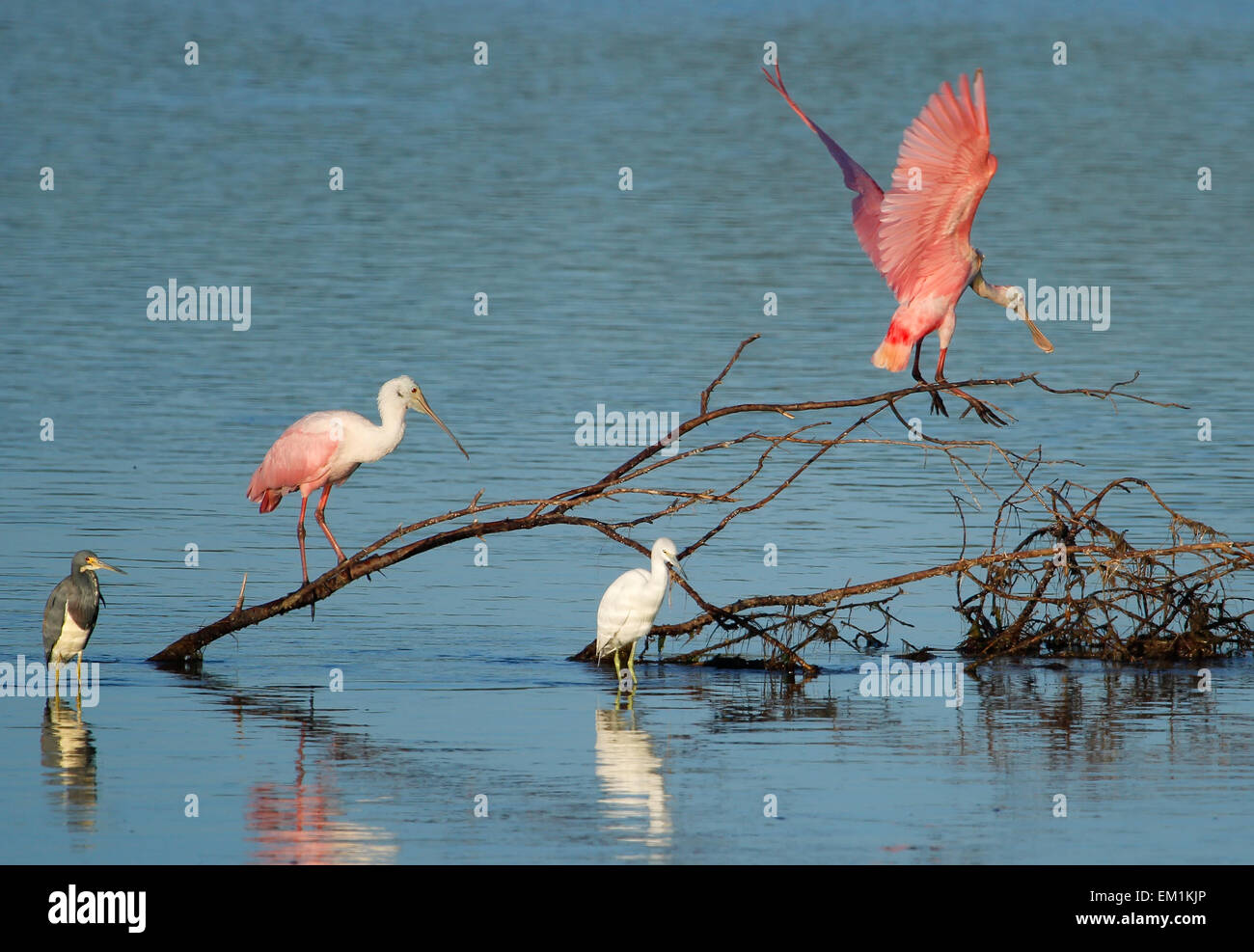 Espátulas rosadas en ding Darling National Wildlife Refuge Foto de stock