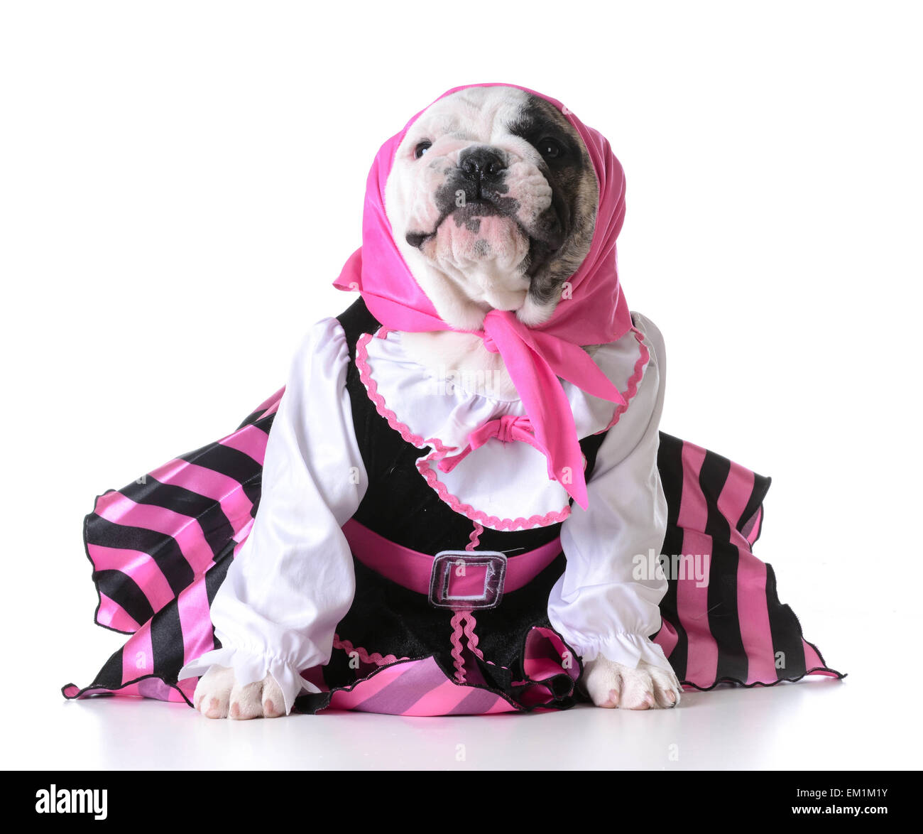 Un perro vestido como un pirata tiene un loro en un hombro y está  celebrando un gran hueso de perro Imagen Vector de stock - Alamy