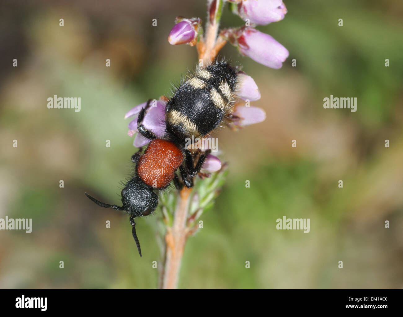 Gran Velvet Ant - Mutilla europaea Foto de stock