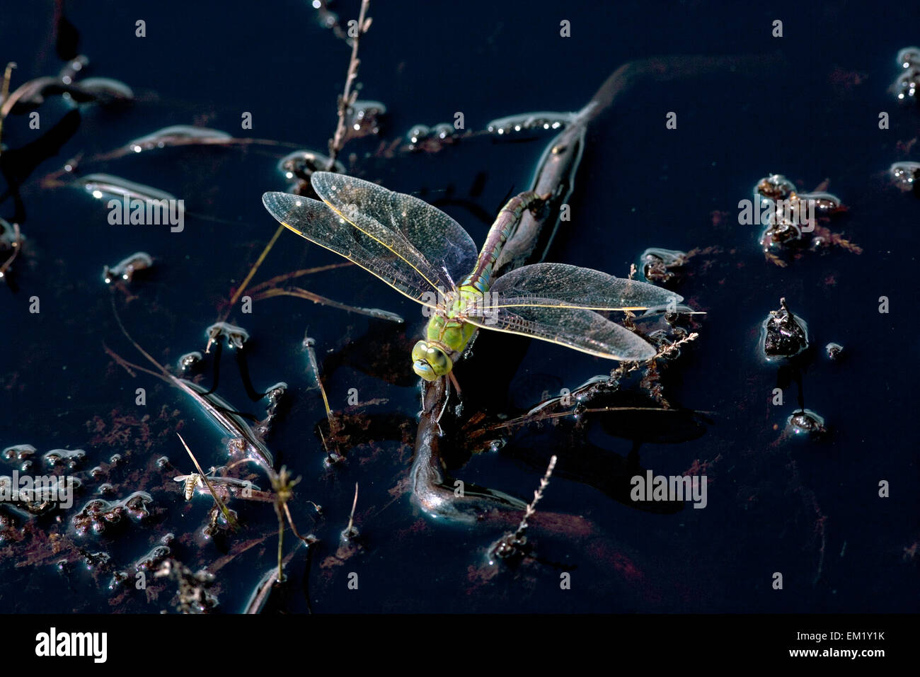 La libélula emperador (Anax imperator Foto de stock