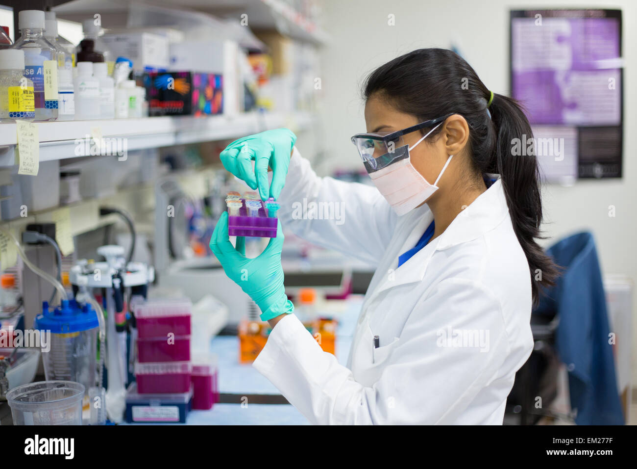 Closeup retrato, Young Scientist en labcoat llevando guantes de nitrilo, haciendo experimentos en laboratorio, sector académico. Foto de stock