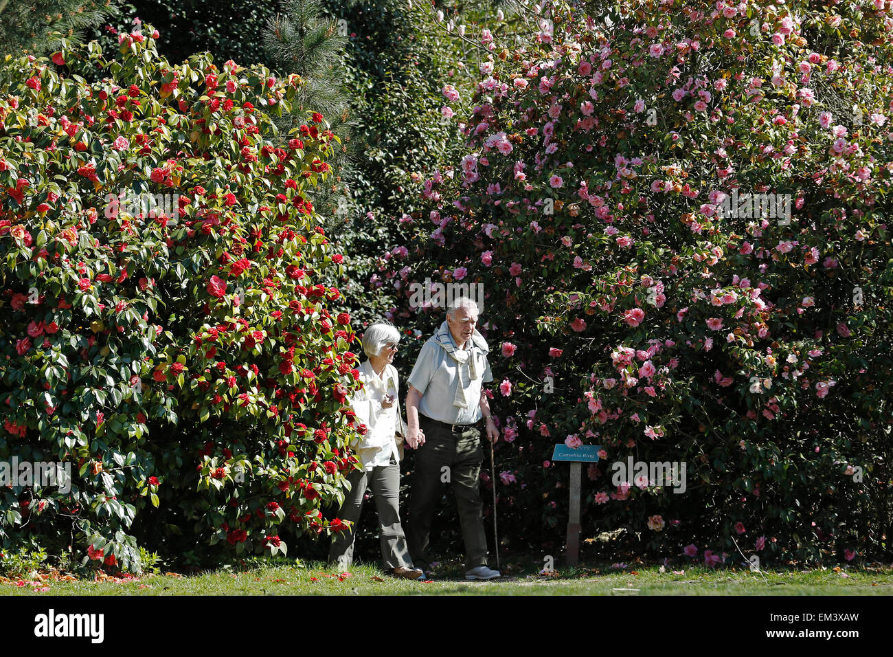 Una pareja de ancianos caminando a través de camelias en un clima cálido y soleado en el Borde Hill Gardens, cerca de Haywards Heath en Sussex Foto de stock