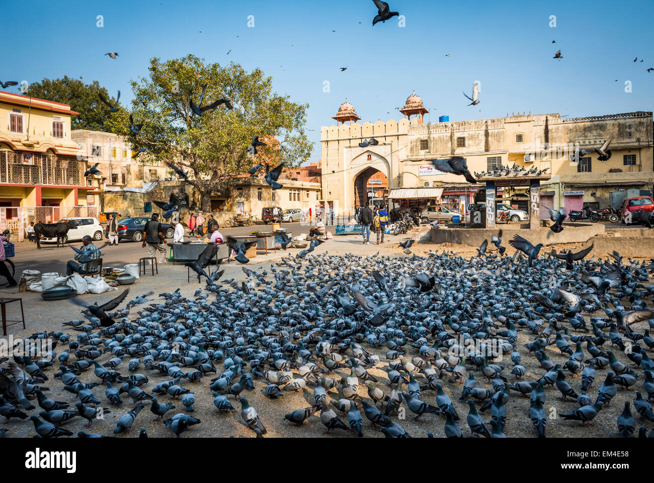 La Plaza de la ciudad de Jaipur, Rajasthan donde la gente viene a hacer ofrendas a las palomas locales para la buena suerte. Foto de stock