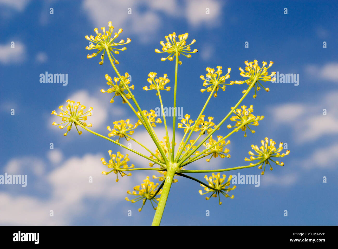 Flor de hinojo con el cielo azul Foto de stock