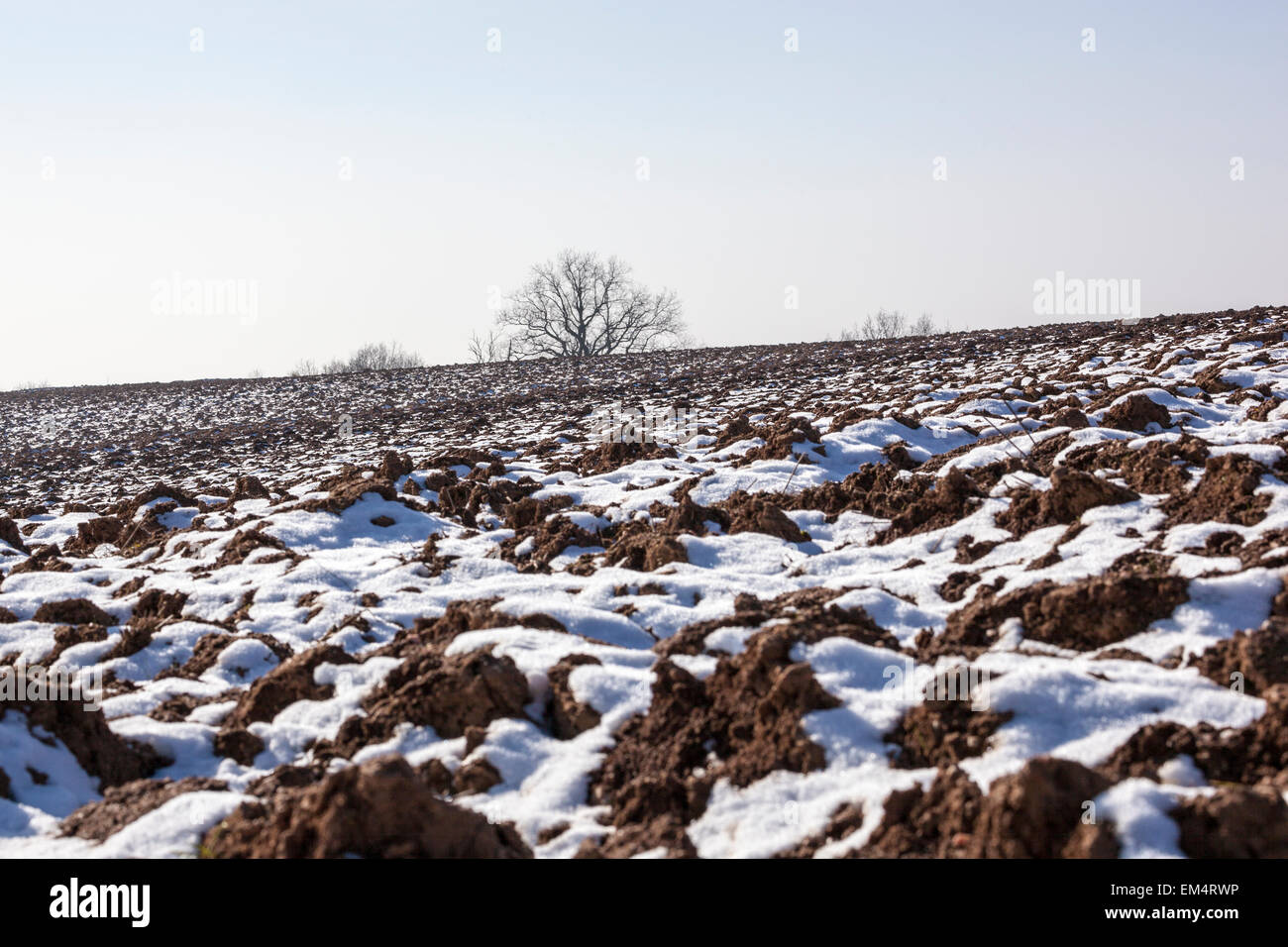 Aró el campo cubierto de nieve con árboles en el horizonte Foto de stock