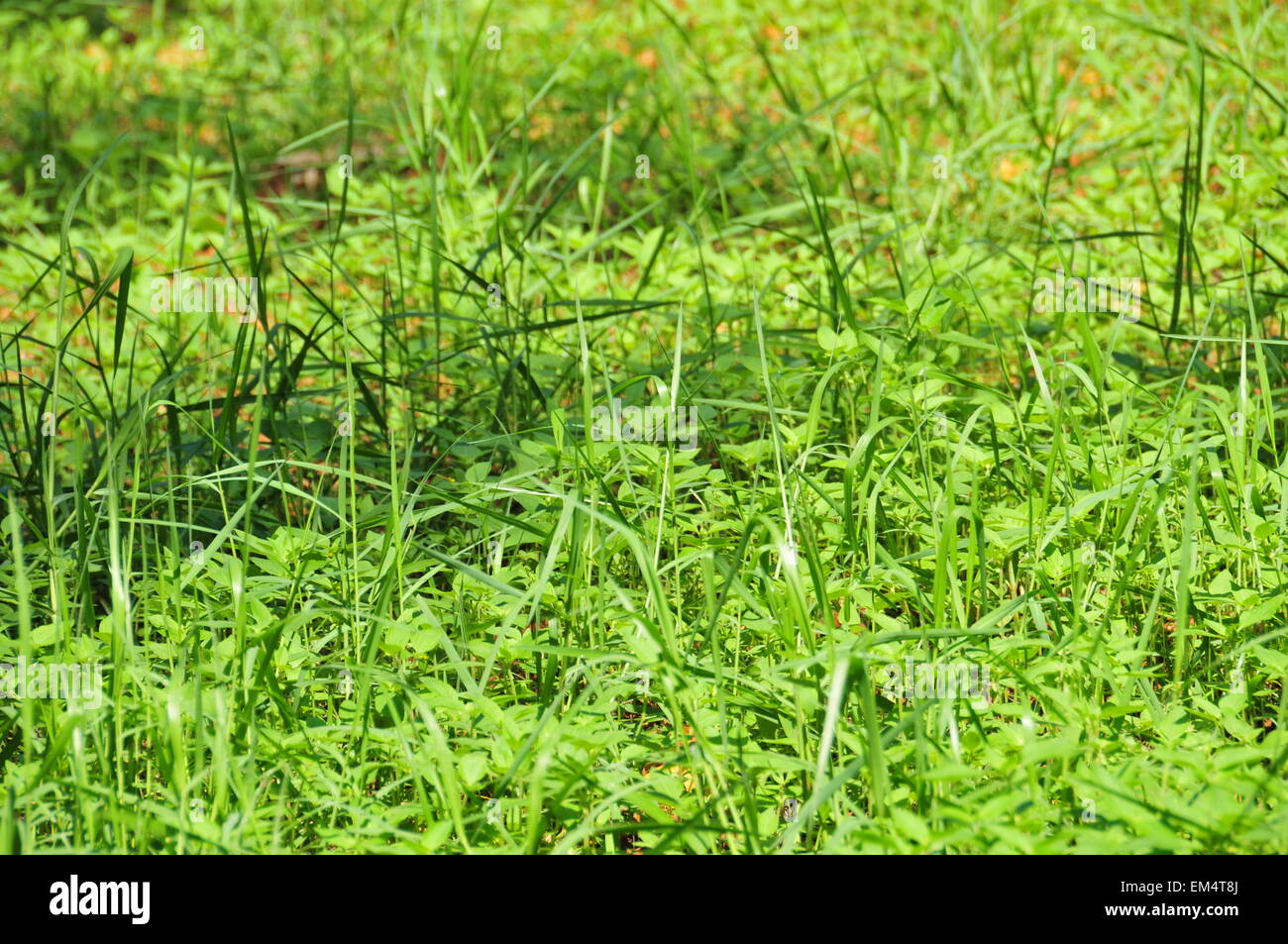 Piensos plantas verdes por toda la tierra. Foto de stock