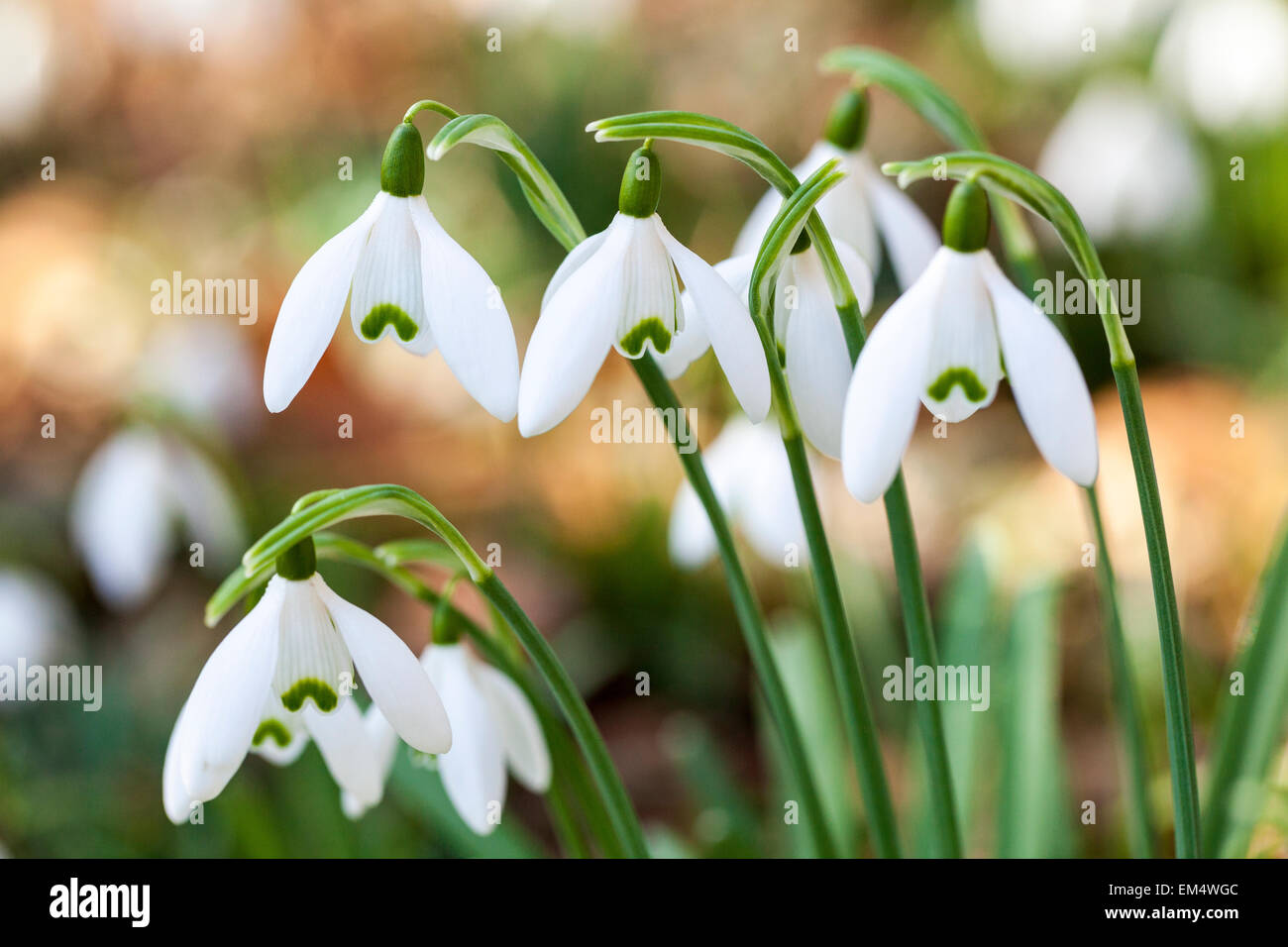 Campanilla de las nieves Galanthus nivalis Foto de stock