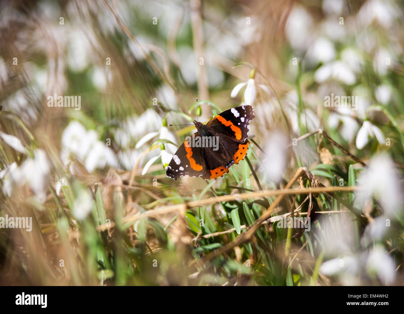 Almirante rojo mariposa en un bosque snowdrop Foto de stock