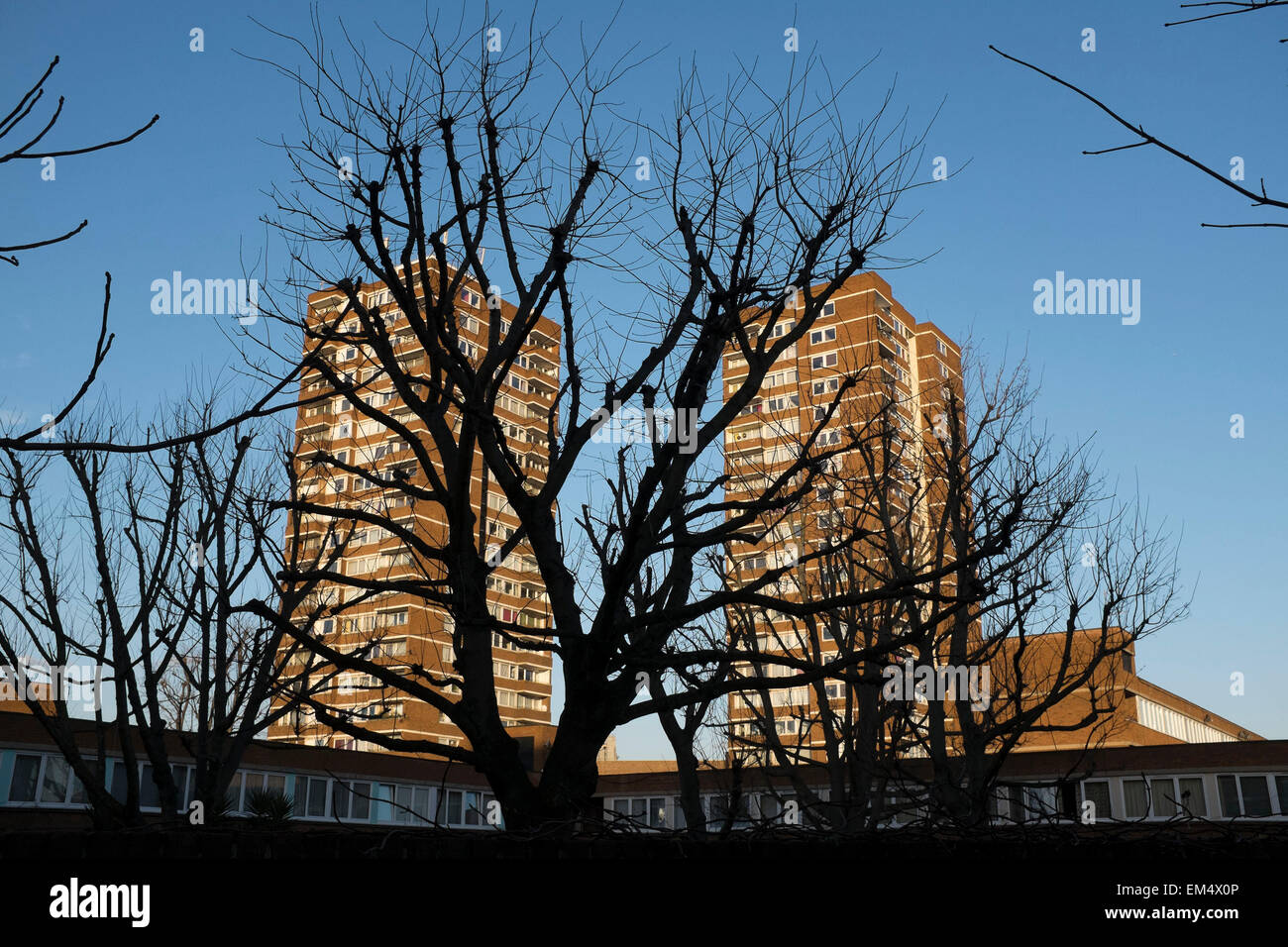 Silhoutette de árboles delante de dos bloques de viviendas de la torre en Southwark, Londres, Reino Unido. Foto de stock