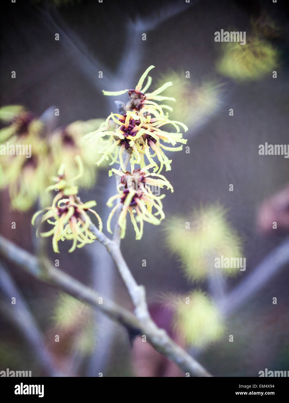 Hamamelis x intermedia 'primavera' Foto de stock