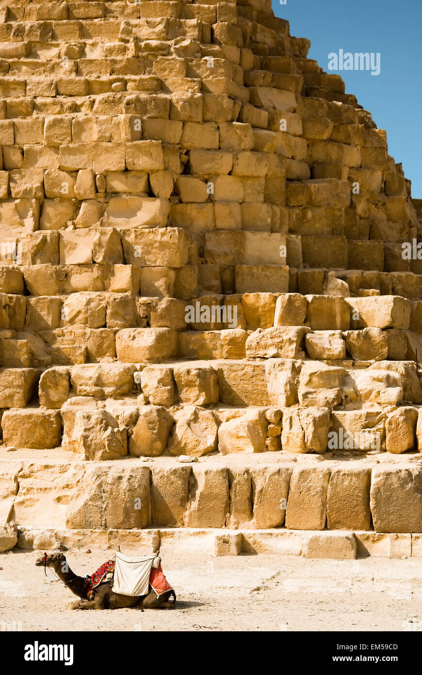 Camello en el fondo de las pirámides de Egipto Foto de stock