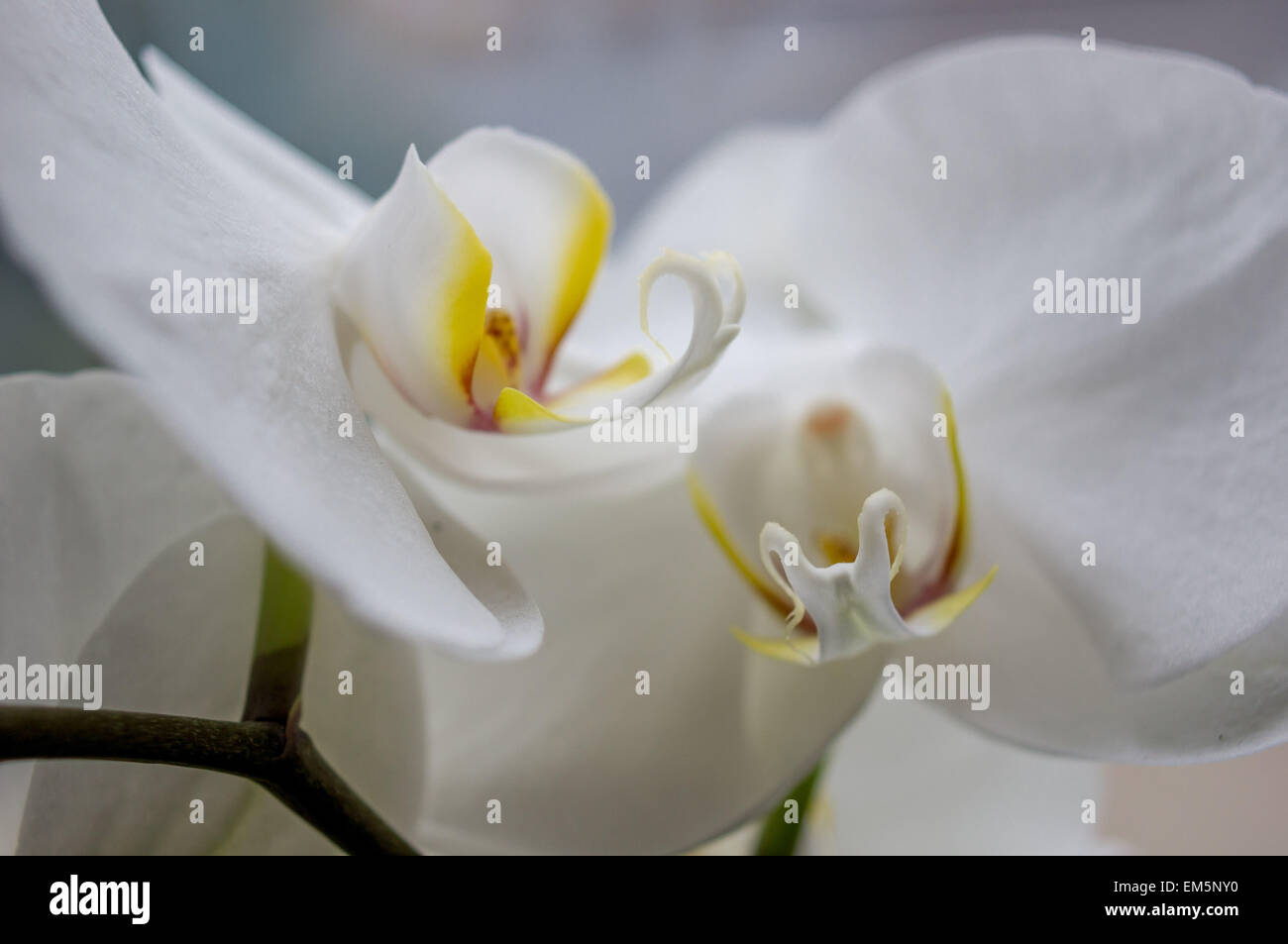 Orquídea blanca fotografías e imágenes de alta resolución - Alamy