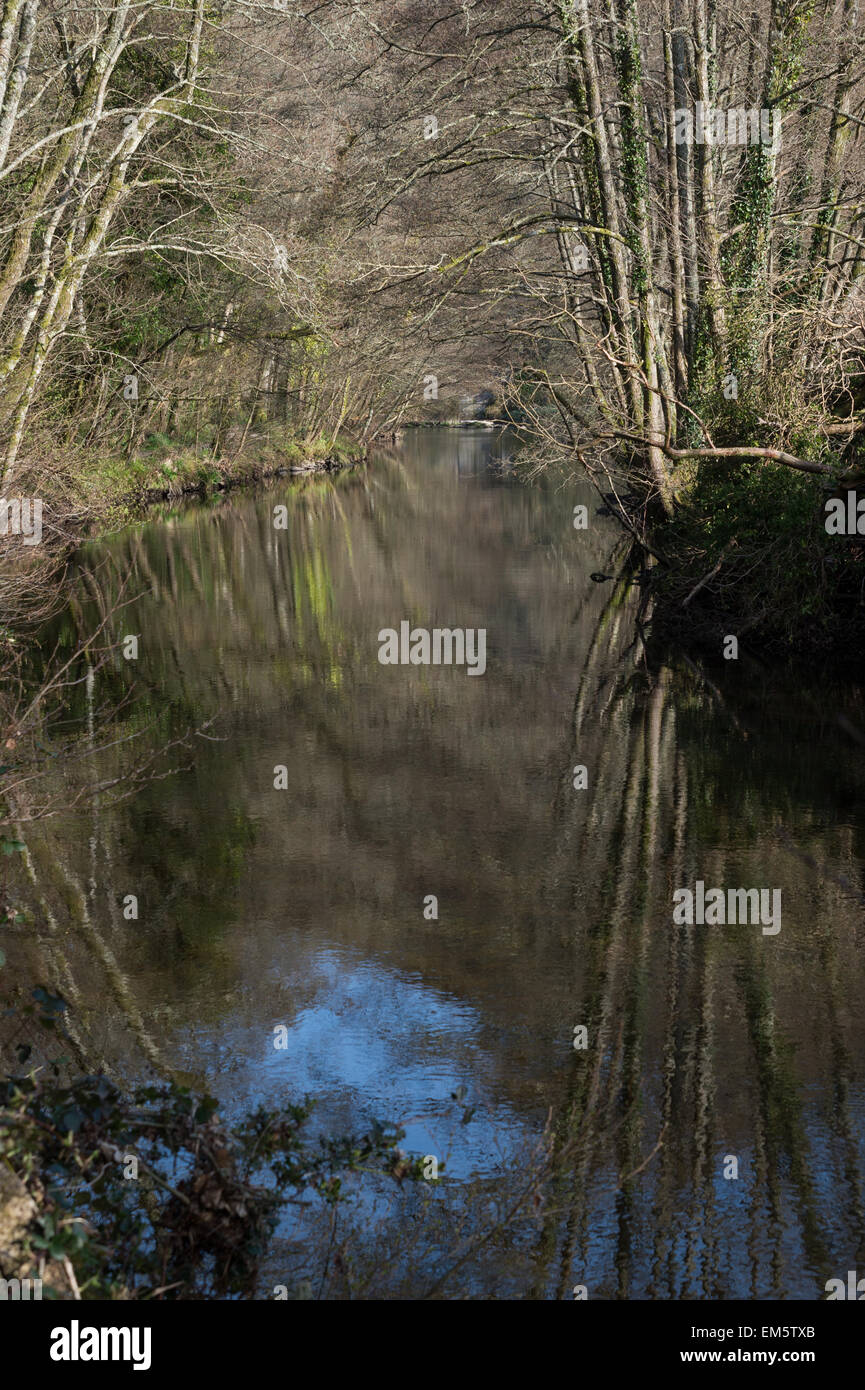Árboles reflejados en el River Teign en la reserva natural de Dunsford Wood, Dunsford, Devon, Reino Unido. Foto de stock