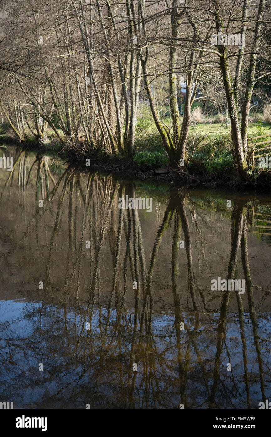 Árboles reflejados en el River Teign en la reserva natural de Dunsford Wood, Dunsford, Devon, Reino Unido. Foto de stock