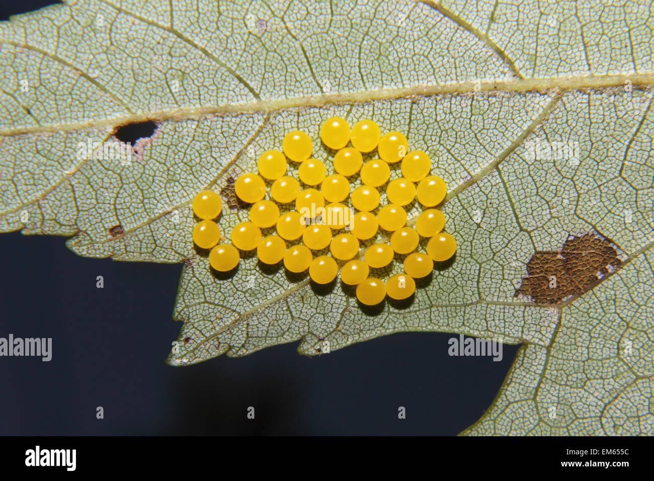 Huevos de insectos amarillos fotografías e imágenes de alta resolución