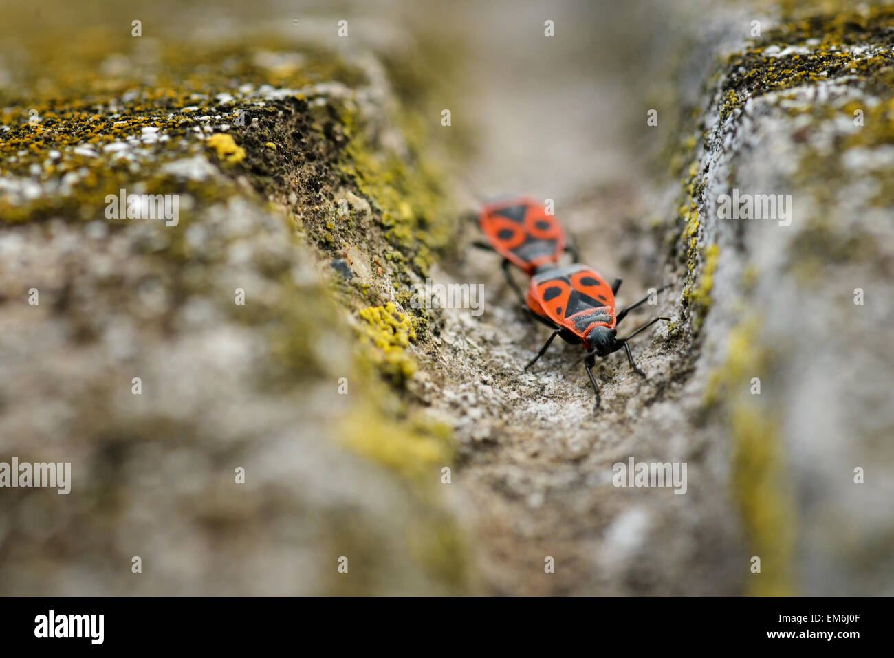 - Firebugs Pyrrhocoris Apterus sobre fondo rocoso Foto de stock