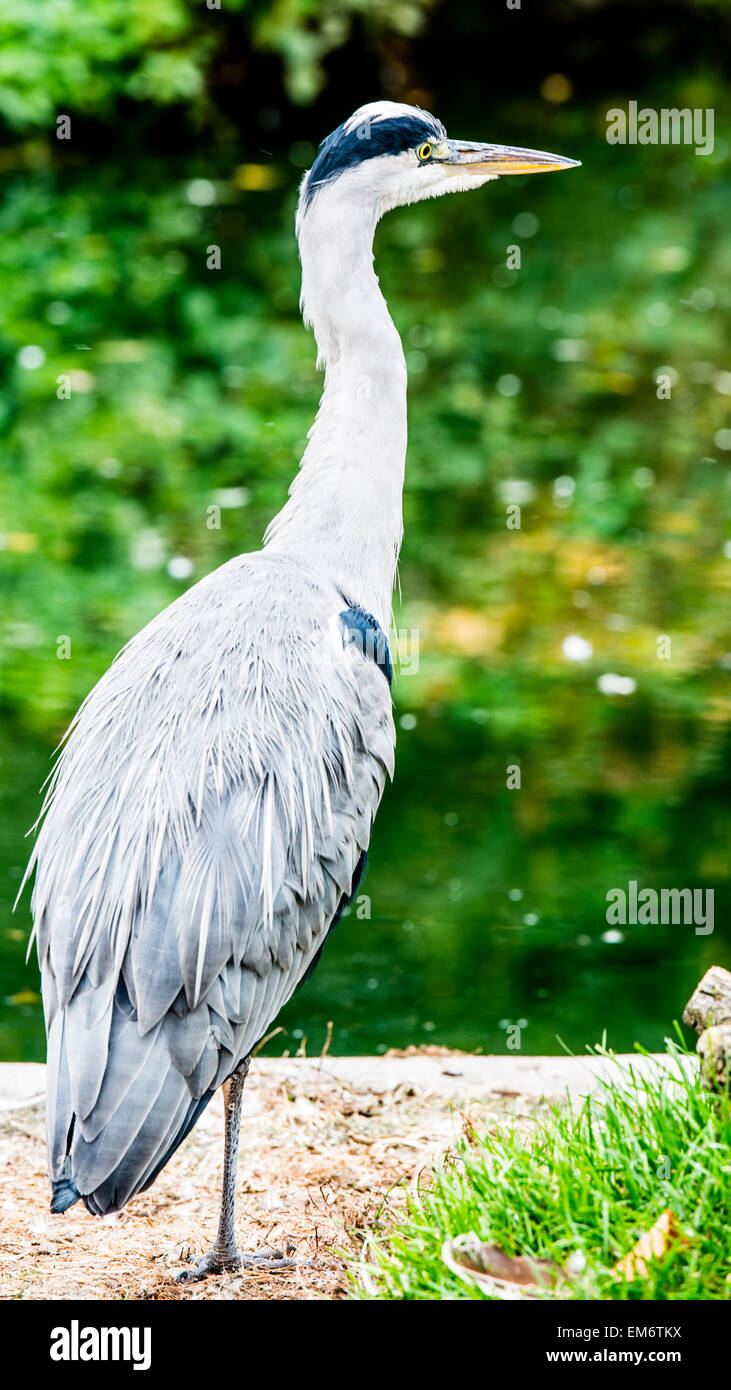 Aves de gran tamaño fotografías e imágenes de alta resolución - Alamy